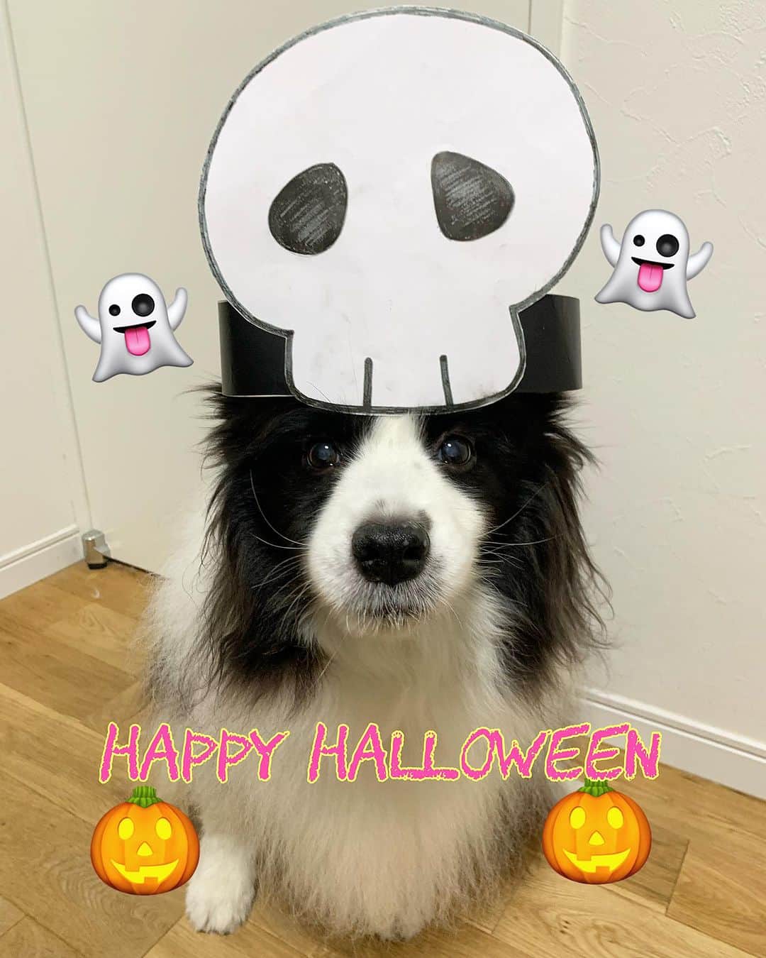 犬バカ部宣伝部長のインスタグラム：「👻Trick or treat 🎃 Enjoy a spooky night. ✋😜 ⁡ #犬バカ部 #bordercollie #ボーダーコリー #dog #犬 #白黒 #そら #ふにゃボダ部 #ボダ娘」