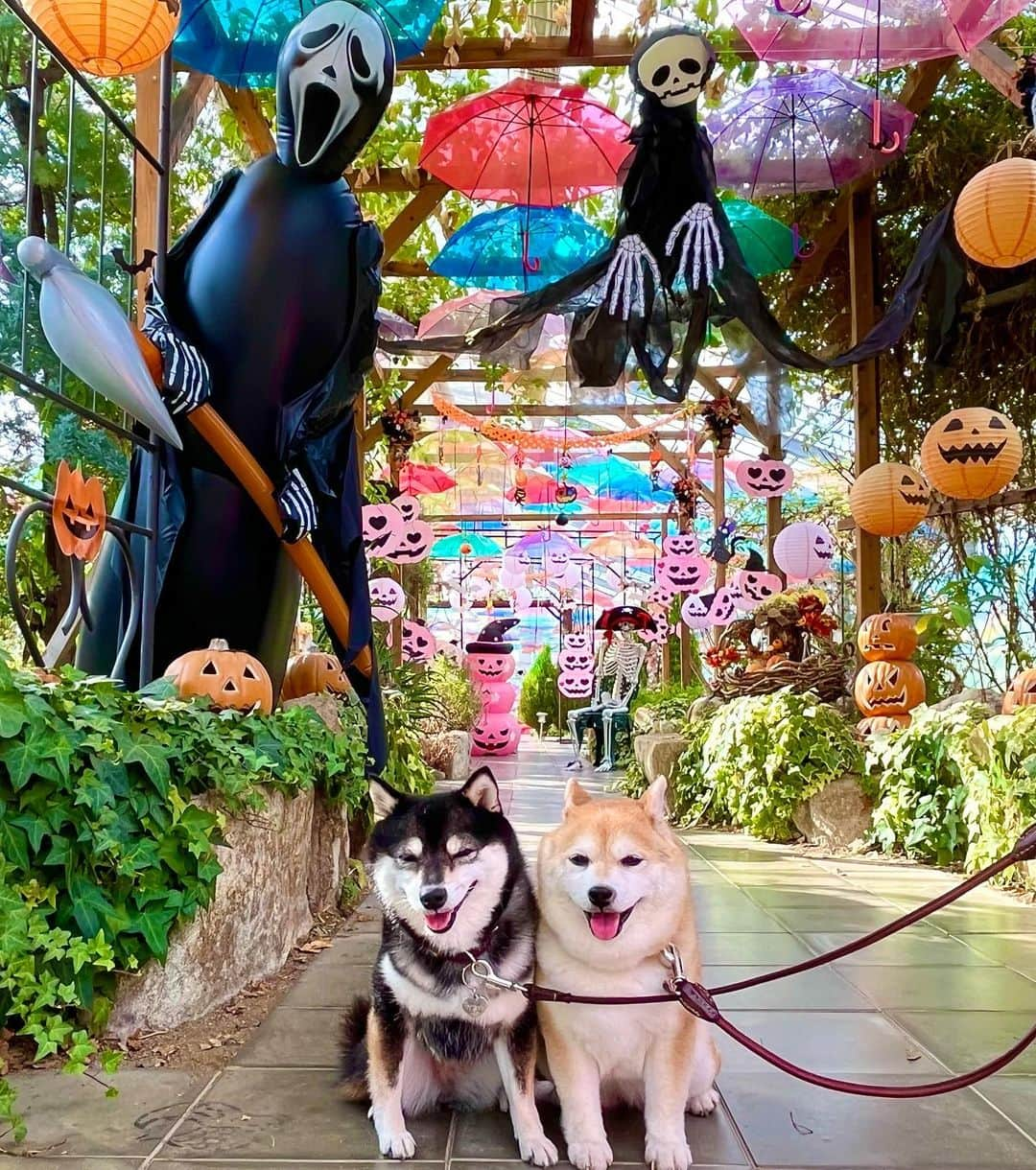 豆柴なつ&ふゆさんのインスタグラム写真 - (豆柴なつ&ふゆInstagram)「Happy Halloween🎃 東北旅行中にあったハロウィン🎃のフォトスポット⭐️ 仮装グッズ持参すべきだった😂  #ハロウィン #halloween #happyhalloween  #ハッピーハロウィン  #東北旅行  #福島 #fukushima  #猪苗代ハーブ園     #trip  #犬連れ旅行　#旅行 #ワンコと旅行  #犬のいる暮らし  #しばいぬ #シバフル #わんダフォ #shibamania  #shiba_snap  #instashiba#cutedogs  #柴犬#shiba #shibainu #shibastagram #pecoいぬ部 #shibainumag_feature #dogoftheday  #🐕📷 #theshibasociety  #proudshibas」10月31日 20時16分 - mameshiba.natsuinu56