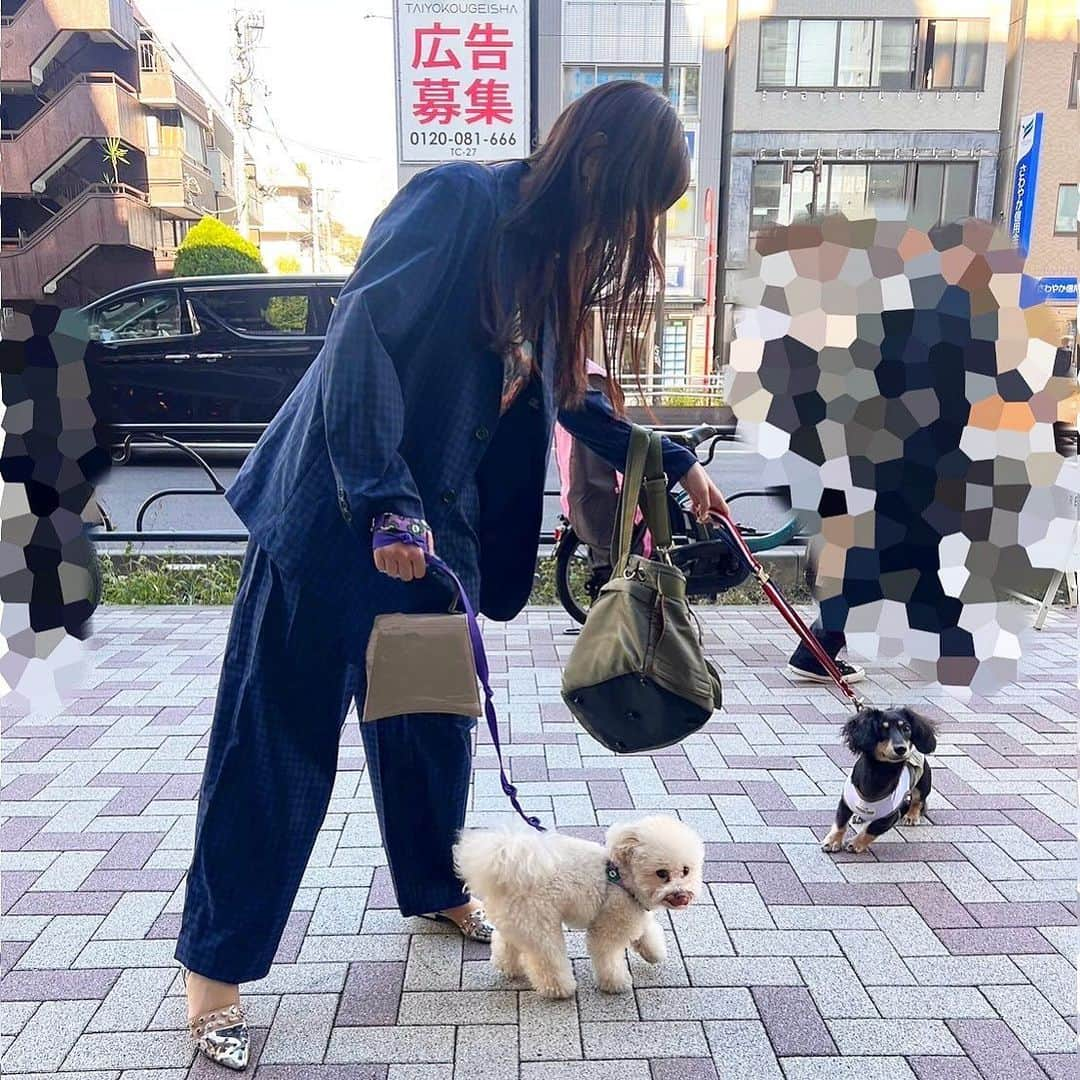 三谷紬のインスタグラム：「🐩🐶 先日モデルのほのかちゃんの愛犬、 ライオン🦁くんと足袋が初めましてした日。 歳の差はおよそ3歳。 足袋さん、お兄さんを見せつけてくれよ？と 思っていたのですが お互いに犬見知りをして全く仲良くしてくれず。 男同士語り合ってくれるようになる日は来るかなぁ。 ２枚目、お互いに背を向けて見向きもせず。 ３枚目は奇跡の１枚😂 * #いぬすたぐらむ#dogsofinstagram#dogstagram#お散歩#犬バカ部#犬会#プードル#poodle#ティーカッププードル#ロングコートダックス#ダックスフンド#ダックス#いぬ#もふもふ#ほのか#テレビ朝日#アナウンサー#三谷紬」