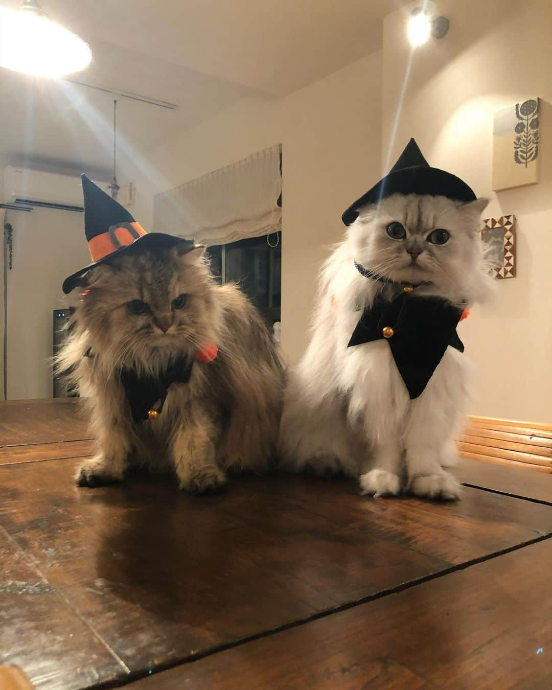 兄弟猫と私と夫の2トムのまいにちのインスタグラム：「happy Halloween🎃 2018年のぼくたちから こんにちは。  cat#cats#catstagram#catstagram_japan#instacat#cutecat#cutepetclub#bestcats#world_kawaii_cat#catoftheday#meow#bestmeow#TheDailyKitten#ねこ#ネコ#猫#ねこ部#ふわもこ部#pecoねこ部#みんねこ#チンチラ#チンチラゴールデン#チンチラシルバー#ペルシャ#ふぅ豆#みぃ豆」