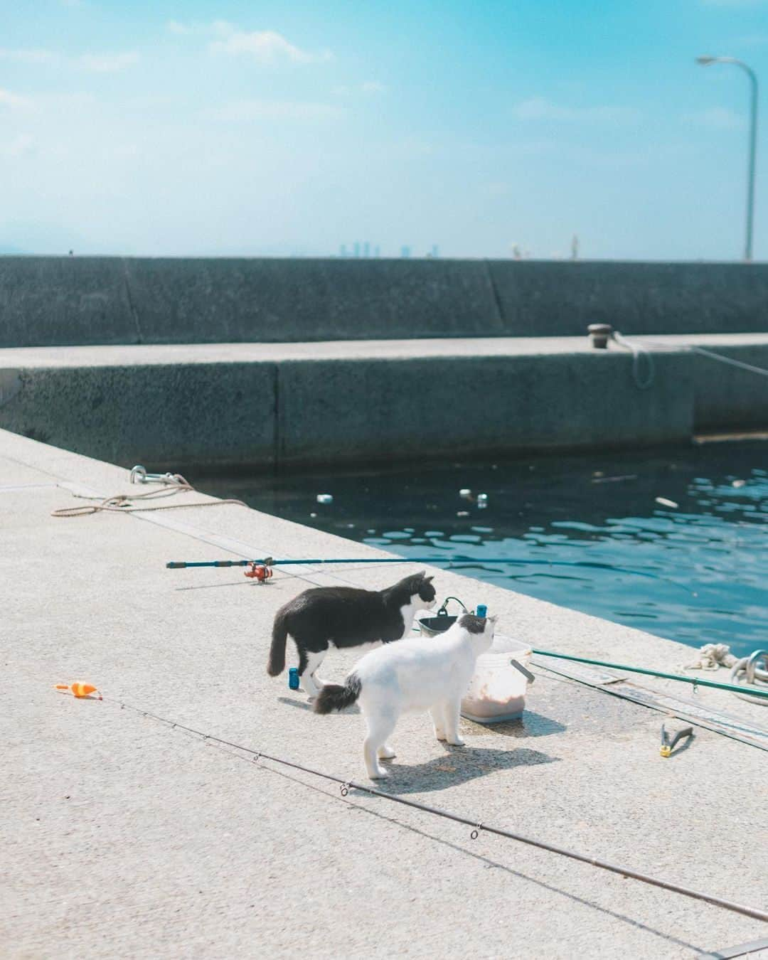 RECOさんのインスタグラム写真 - (RECOInstagram)「. Pickup #reco_ig by @yasuhiro.kanamori  ——————————————————— Information https://xico.media/news/reco-selection/ ——————————————————— produced by @wearexico」10月31日 12時00分 - reco_ig