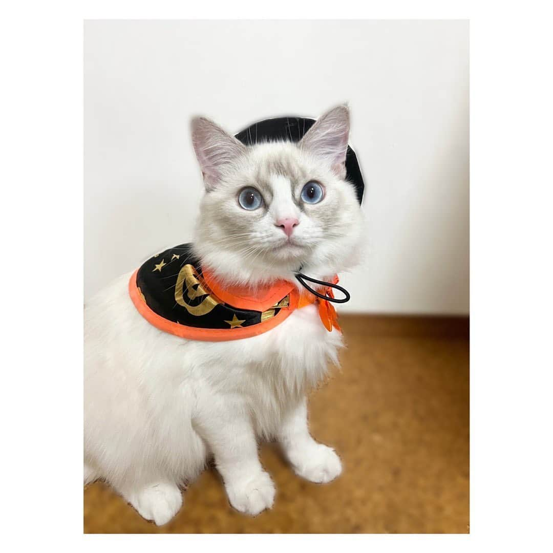 澄輝さやとさんのインスタグラム写真 - (澄輝さやとInstagram)「. Happy Halloween🎃 着てもらったら可愛いなとつい思ってしまい、、、 着てもらいました🫣 やっぱり可愛い🤍🎃 皆様素敵なハロウィンをお過ごしください🧡 ⁡ ⁡ ⁡ #ラグドール #メグちゃん #頑張って着てくれてありがとう #キリッとポーズも決まってる #親バカですみません笑 #Happy Halloween」10月31日 12時01分 - sayato_sumiki_official