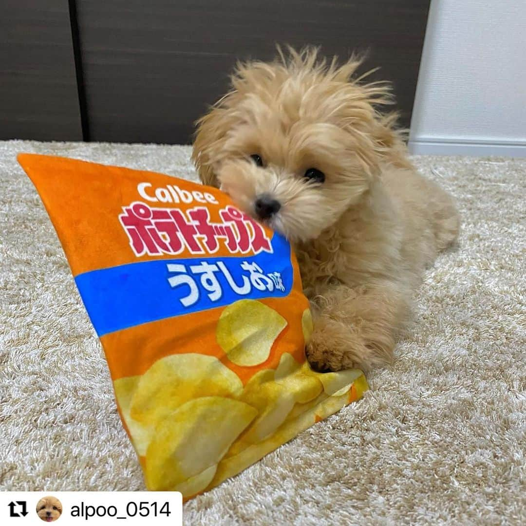 Caluluのインスタグラム：「カルビーのポテトチップス うすしお味のおもちゃで遊んでくださいました🥰  絶対に渡さないぞ！と言わんばかりの顔可愛すぎます💗  気に入ってくださり良かったです〜😆✨  これからも沢山遊んでくださいねっ♪  #Repost @alpoo_0514 with @use.repost ・・・ 新しいおもちゃをゲット🧸🎈 @calulu_dogwearさんから購入しました☺️🤍 犬はカシャカシャ音がなるおもちゃが大好きと聞いたので買ってあげると、夢中になって遊んでくれました🤭 絶対に渡さないぞ！と言わんばかりの表情がたまらなくかわいい💕💕 デザインも本物そっくりで、中に鳴き笛も入ってました！おすすめです✨  #マルプー #まるぷー #マルプー子犬 #マルプー連合  #マルプー愛好家 #マルプーふわもこ隊  #マルプー好きな人と繋がりたい #子犬 #ミックス犬 #ハーフ犬 #トイプードル #マルチーズ  #いぬすたぐらむ #いぬのいる暮らし #犬好きな人と繋がりたい  #maltipoo #maltipoopuppy #maltipoolove #dog #doglife #calulu #calulu_dogwear #calbee  #カルル #カルビー #かわいいカルビー #カルル #カルルわんこの会」