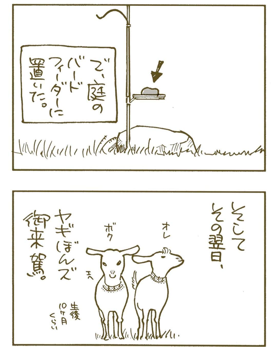 くるねこ大和さんのインスタグラム写真 - (くるねこ大和Instagram)「柿とヤギ（前半） アップし直しです。  #ヤギぼんズ」10月31日 12時10分 - kuru0214neko