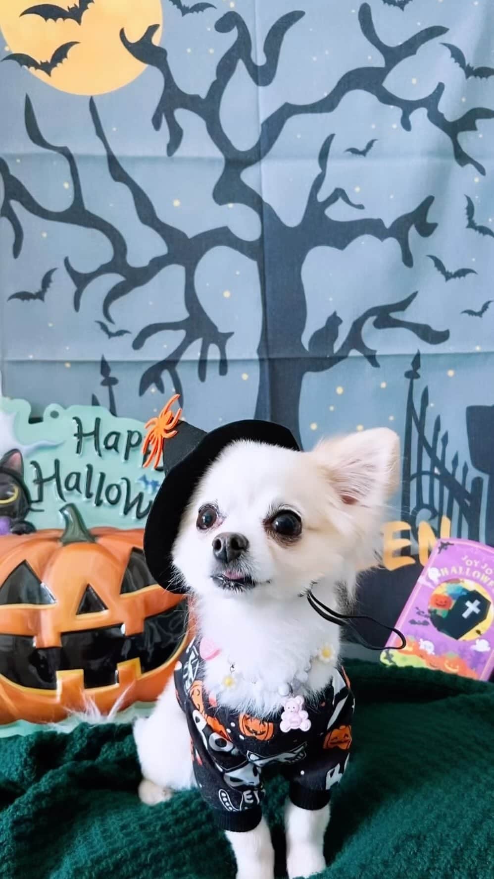 若月雅のインスタグラム：「. 2023.10.31 はっぴーはろうぃん🎃🐶👻❤️🍭 . . #愛犬　#ハロウィン #ハロウィンコスプレ  #チワワ　#可愛い　#dog #loue #cute #cos #haloween」
