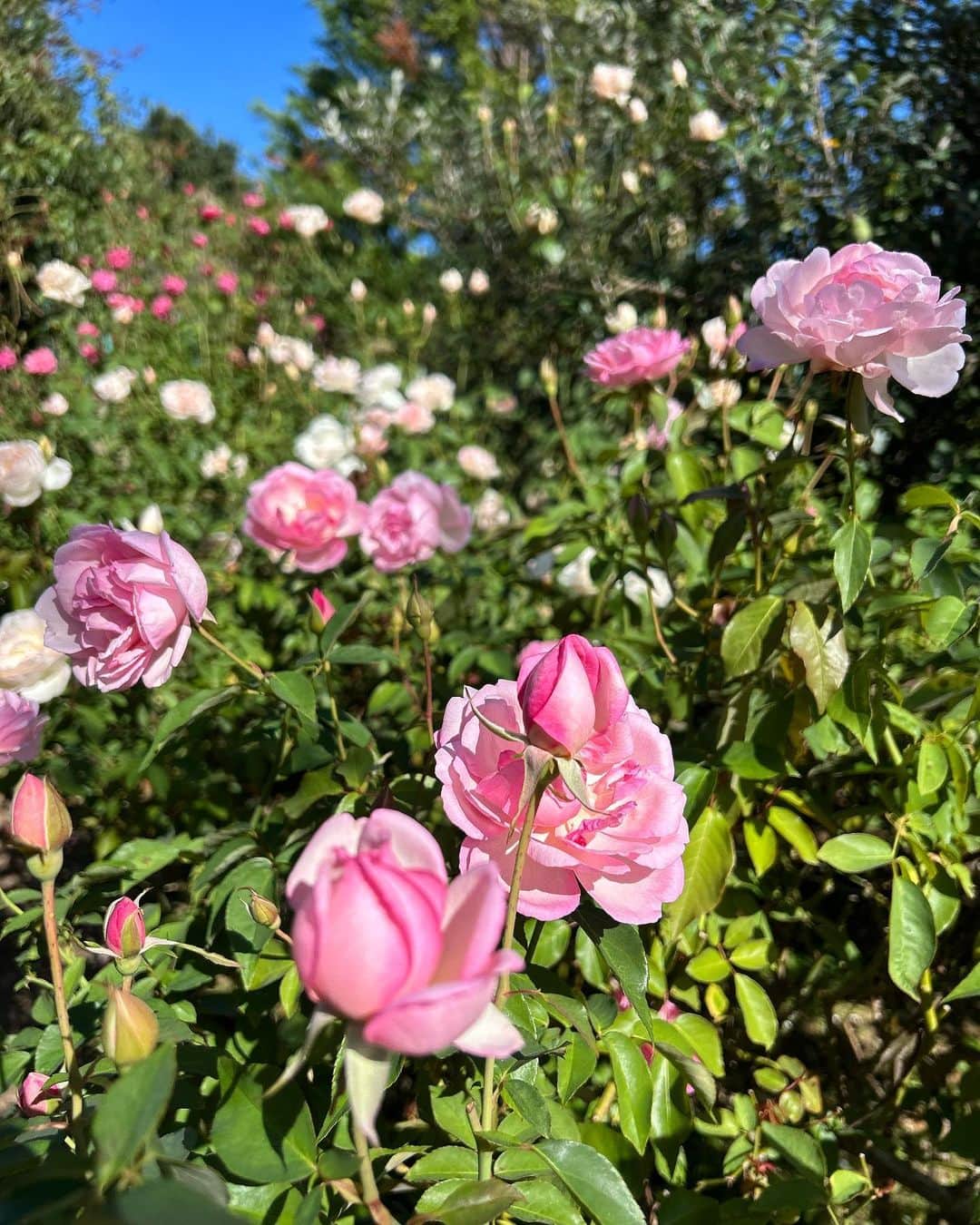 れみぱんさんのインスタグラム写真 - (れみぱんInstagram)「秋薔薇は開花が遅れていました🥀 でも綺麗でいい匂い🥀」10月31日 12時49分 - lemipanna