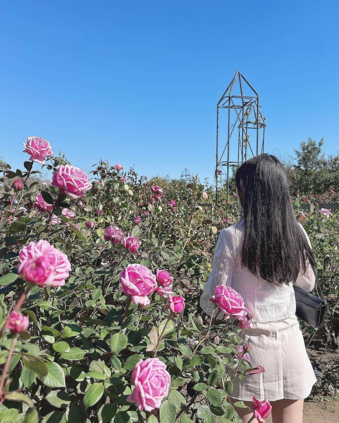 れみぱんさんのインスタグラム写真 - (れみぱんInstagram)「秋薔薇は開花が遅れていました🥀 でも綺麗でいい匂い🥀」10月31日 12時49分 - lemipanna