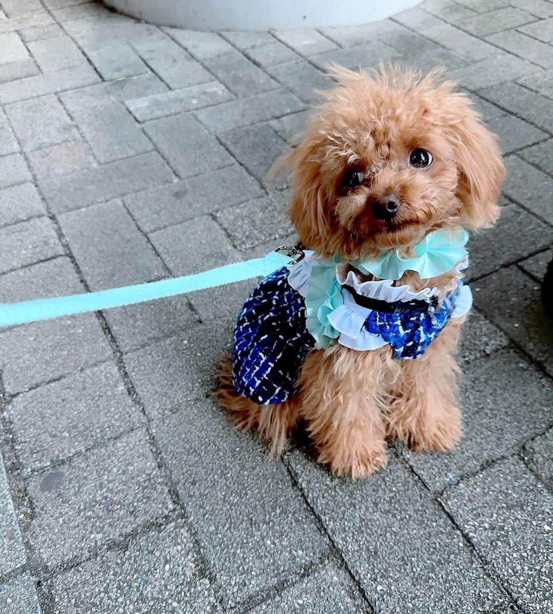 安西ひろこさんのインスタグラム写真 - (安西ひろこInstagram)「カップケーキ7ヶ月になりました🐩💕 『反抗期⁉️』で毎日奮闘中☺️💨 . 初めての事だらけだけど 毎日頑張ってくれてます‼️ 本当に可愛い✨ . 6ヶ月、7ヶ月頃から反抗期が始まるよ！ と聞いていたのですが 皆さんのも経験ありますか❓ 🥹💓💓💓 . . #カップケーキ #反抗期  #トイプードル #プードル #犬 #愛犬 #dog #instdog #toypoodle #toypoodlelove」10月31日 13時26分 - hiroko_anzai_