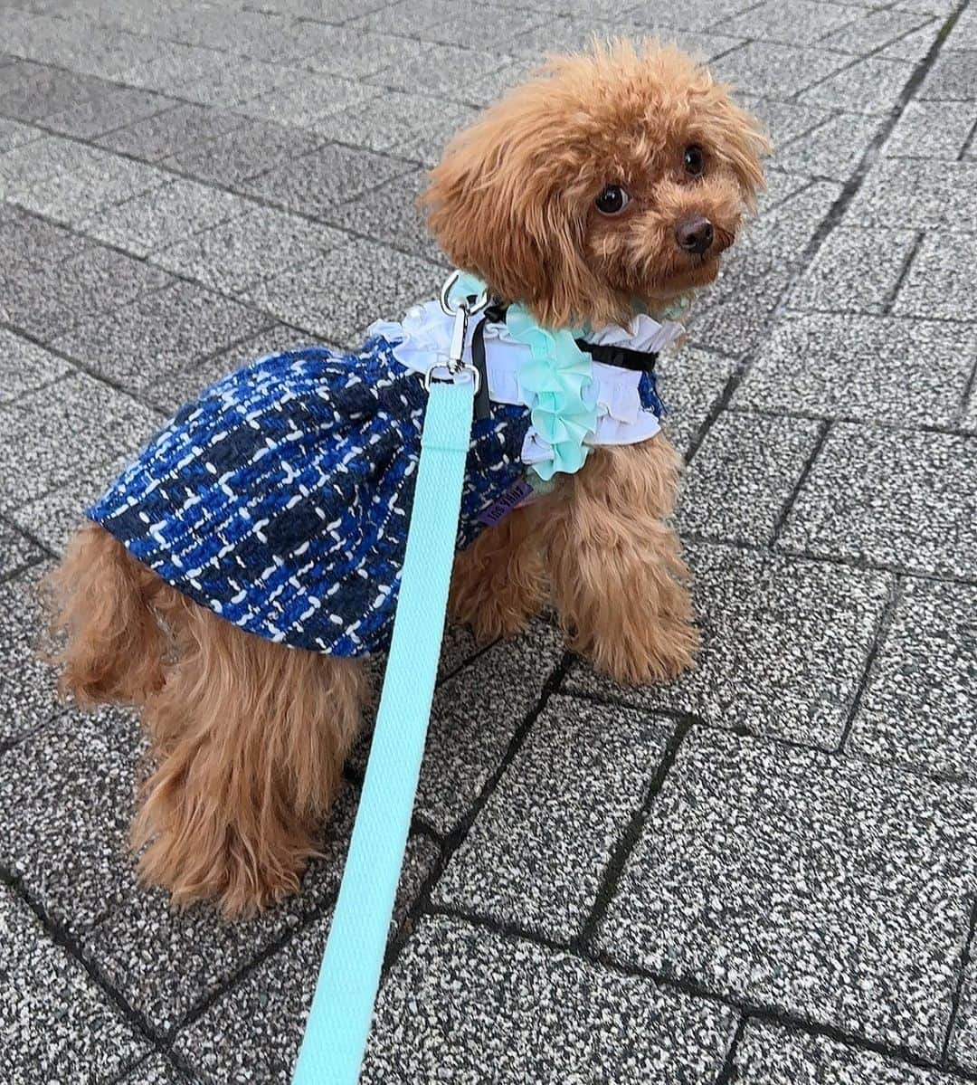 安西ひろこさんのインスタグラム写真 - (安西ひろこInstagram)「カップケーキ7ヶ月になりました🐩💕 『反抗期⁉️』で毎日奮闘中☺️💨 . 初めての事だらけだけど 毎日頑張ってくれてます‼️ 本当に可愛い✨ . 6ヶ月、7ヶ月頃から反抗期が始まるよ！ と聞いていたのですが 皆さんのも経験ありますか❓ 🥹💓💓💓 . . #カップケーキ #反抗期  #トイプードル #プードル #犬 #愛犬 #dog #instdog #toypoodle #toypoodlelove」10月31日 13時26分 - hiroko_anzai_