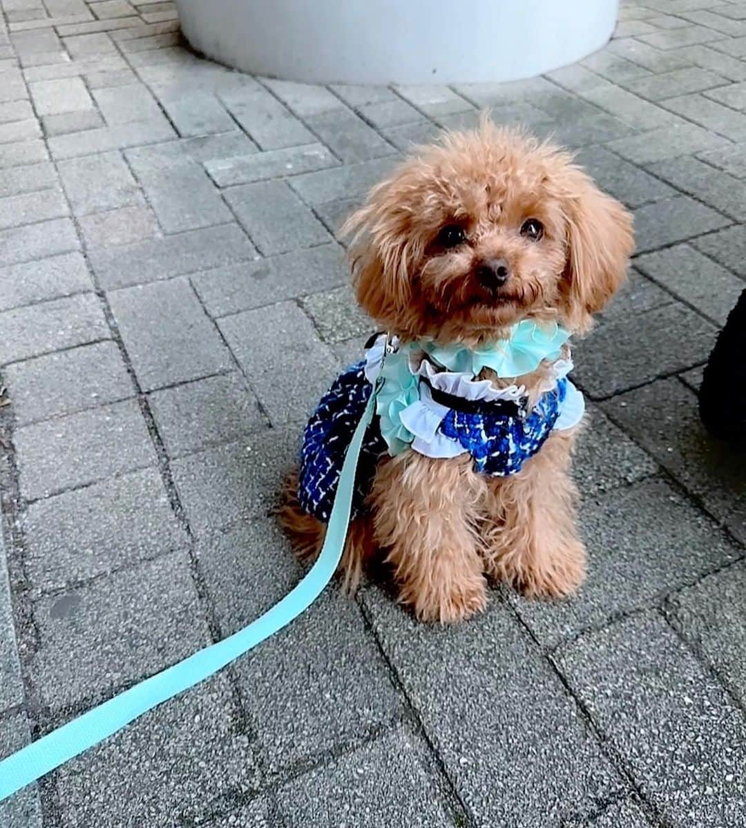 安西ひろこさんのインスタグラム写真 - (安西ひろこInstagram)「カップケーキ7ヶ月になりました🐩💕 『反抗期⁉️』で毎日奮闘中☺️💨 . 初めての事だらけだけど 毎日頑張ってくれてます‼️ 本当に可愛い✨ . 6ヶ月、7ヶ月頃から反抗期が始まるよ！ と聞いていたのですが 皆さんのも経験ありますか❓ 🥹💓💓💓 . . #カップケーキ #反抗期  #トイプードル #プードル #犬 #愛犬 #dog #instdog #toypoodle #toypoodlelove」10月31日 13時26分 - hiroko_anzai_