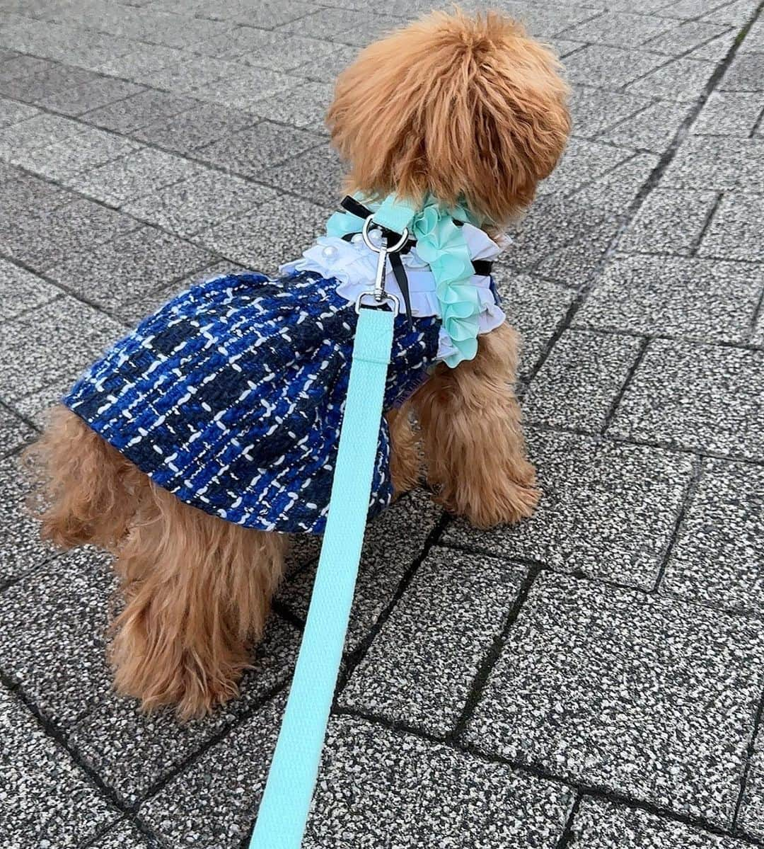 安西ひろこさんのインスタグラム写真 - (安西ひろこInstagram)「カップケーキ7ヶ月になりました🐩💕 『反抗期⁉️』で毎日奮闘中☺️💨 . 初めての事だらけだけど 毎日頑張ってくれてます‼️ 本当に可愛い✨ . 6ヶ月、7ヶ月頃から反抗期が始まるよ！ と聞いていたのですが 皆さんのも経験ありますか❓ 🥹💓💓💓 . . #カップケーキ #反抗期  #トイプードル #プードル #犬 #愛犬 #dog #instdog #toypoodle #toypoodlelove」10月31日 13時26分 - hiroko_anzai_