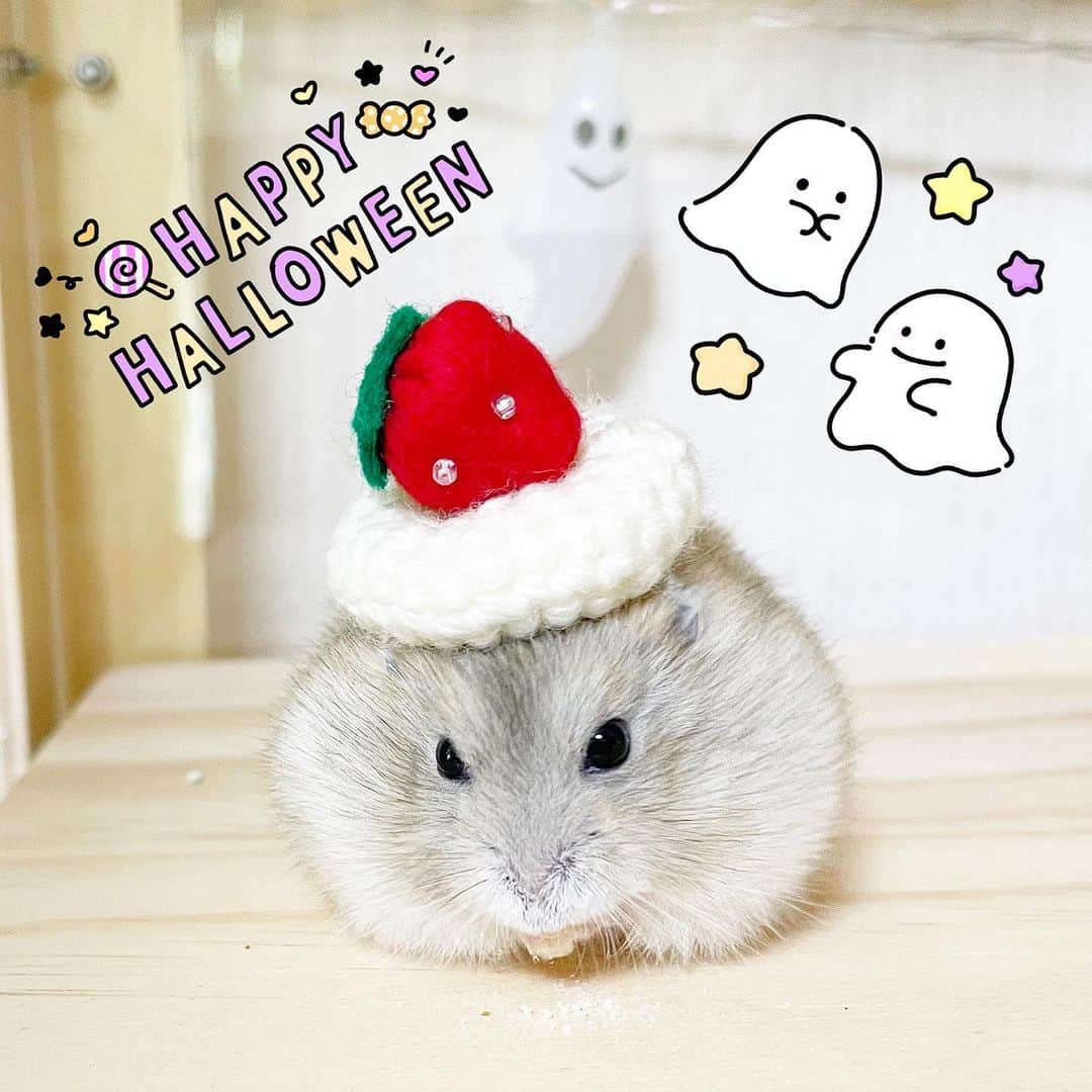 hamster_mocoさんのインスタグラム写真 - (hamster_mocoInstagram)「✼••┈┈••✼••┈┈••✼••┈┈••✼••┈┈••✼ 🕯🎃*⸜𝑯𝒂𝒑𝒑𝒚 𝑯𝒂𝒍𝒍𝒐𝒘𝒆𝒆𝒏⸝*👻🍬🐹🍓  今日はハロウィンですね〜🎃 いちご大福に仮装した可愛いゆずちゃんを見てあげてください🐹🍓🤭  #ゆず被り物シリーズ  飼い主も今日は仮装して街へ繰り出します👻✨️ とりあえず仕事を早く終わらせて仮装の準備しなきゃ🙄💦 2023.10.31 ✼••┈┈••✼••┈┈••✼••┈┈••✼••┈┈••✼ #ハムスターゆず#ハムスター#ジャンガリアンハムスター#ジャンガリアン#ジャンガリアンプディング#プディングジャンガリアン#イエロージャンガリアン#ふわもこ部 #モフモフ#ペット#親バカ部 #hamster#djungarian#hamstagram#hammy#happy_pets#PET_OF_OUR_WORLD#igersjp#ig_japan#instapet#weeklyfluff#kawaii#cute#仓鼠#정글리안#햄스터」10月31日 13時30分 - asahi.fl