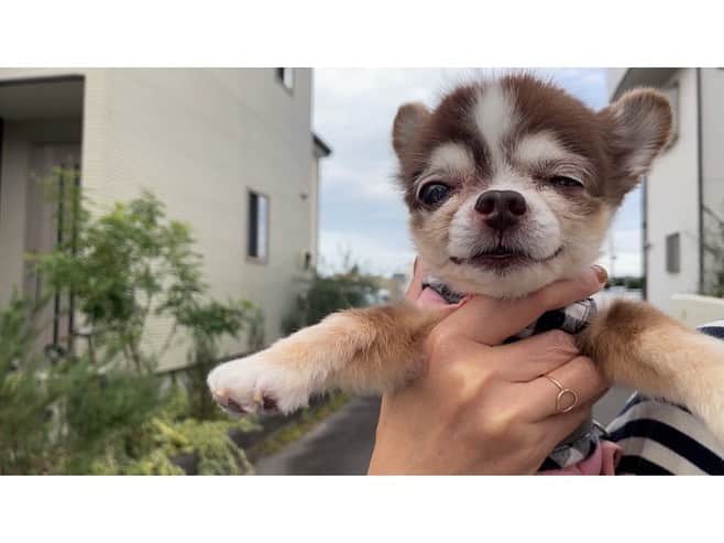 kotaro45のインスタグラム：「2023.10.31 (火)  今日も元気継続中🐶  #よちよちコタさん」