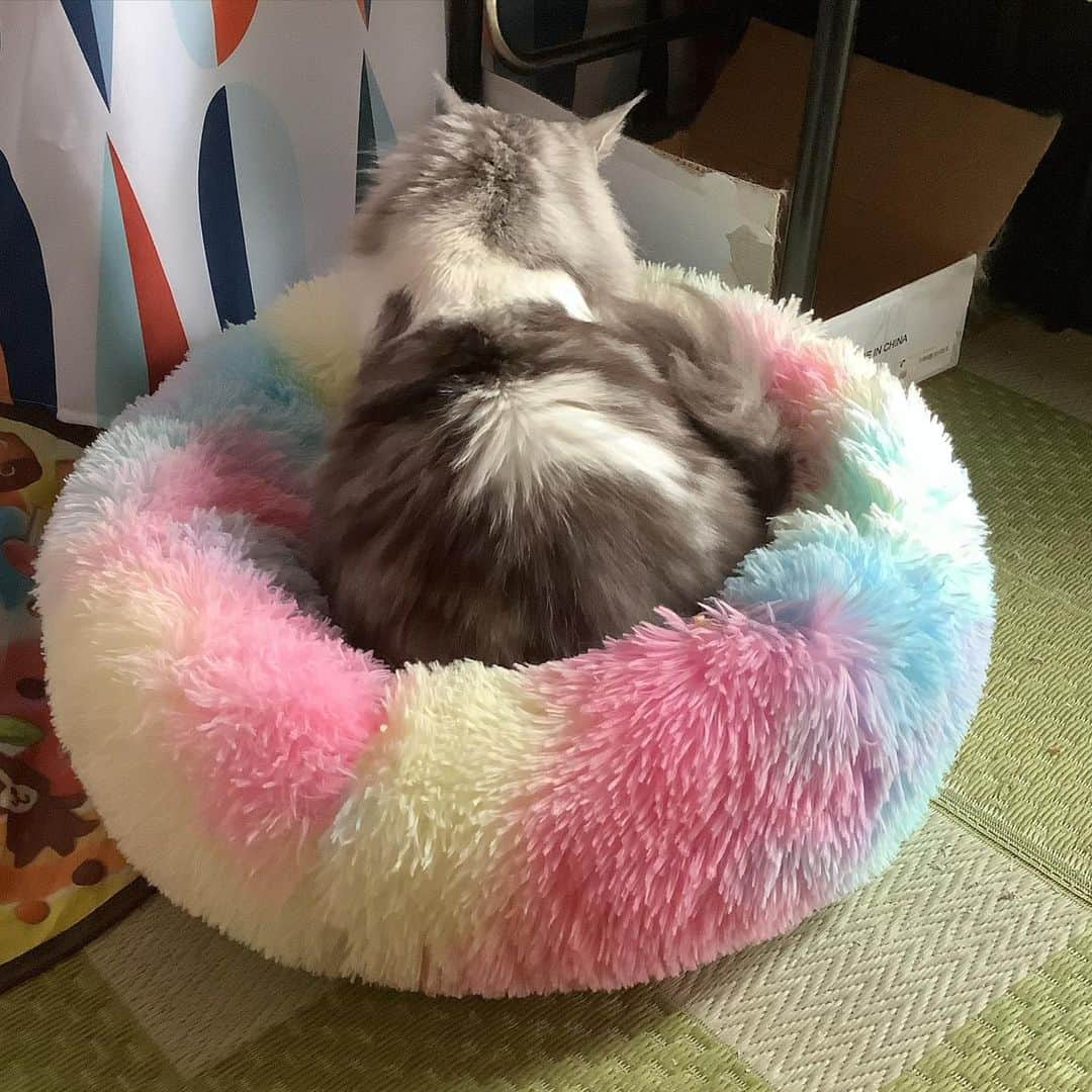 lululukululuのインスタグラム