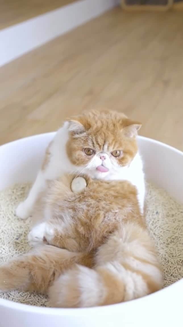 のインスタグラム：「Lil Tiger 🐯」