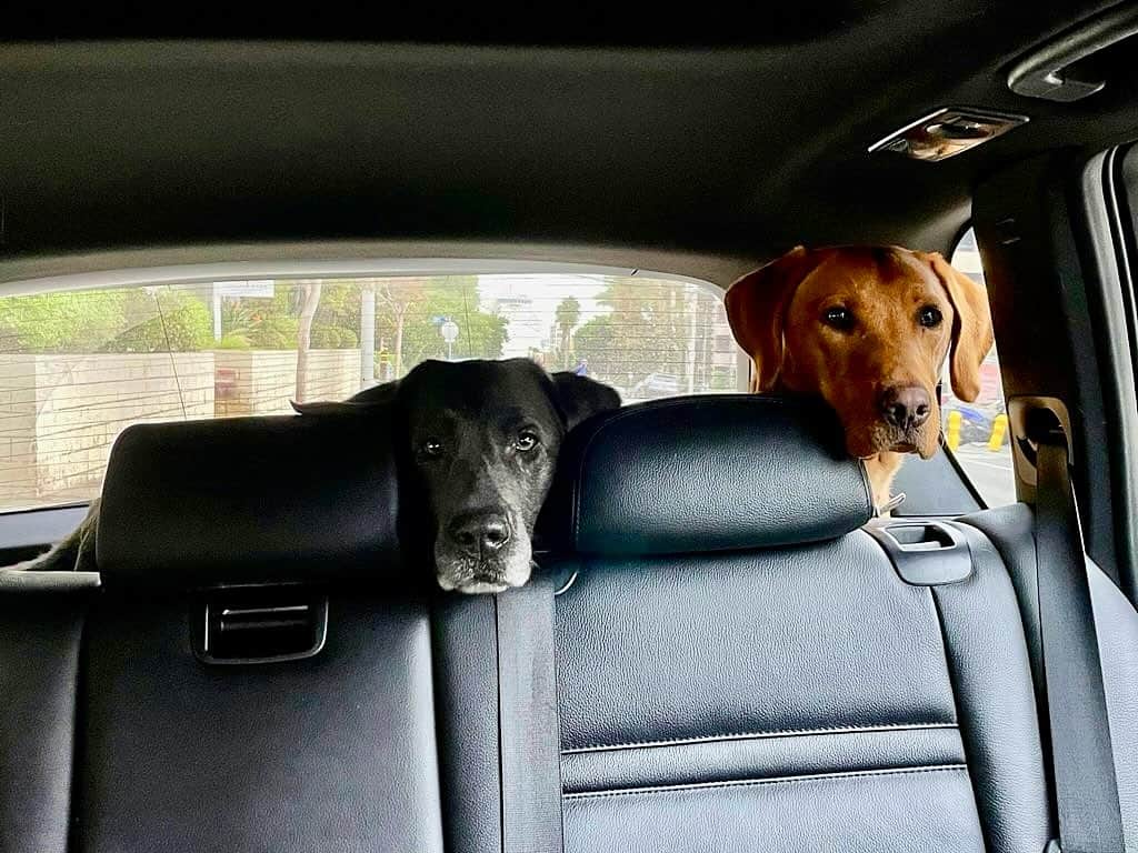 トム・フェルトンのインスタグラム：「Please tell me we’re going to the park dad」