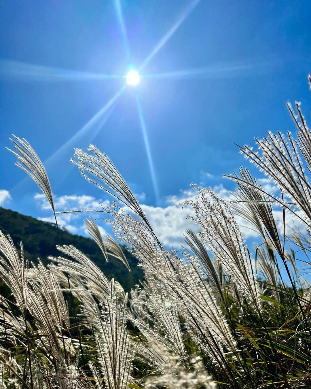 草野春香のインスタグラム：「.🌾🌤⛰🕊🍂  この時期の由布岳の景色が好き🤍🫧  #由布岳 #湯布院 #湯布院観光 #湯布院旅行  #大分旅行 #大分観光 #大分 #大分ドライブ」