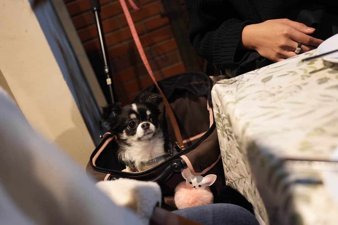 青木玲緒樹さんのインスタグラム写真 - (青木玲緒樹Instagram)「10/29  🐶に会いに来てくれてありがと💟」10月31日 15時19分 - reonaoki