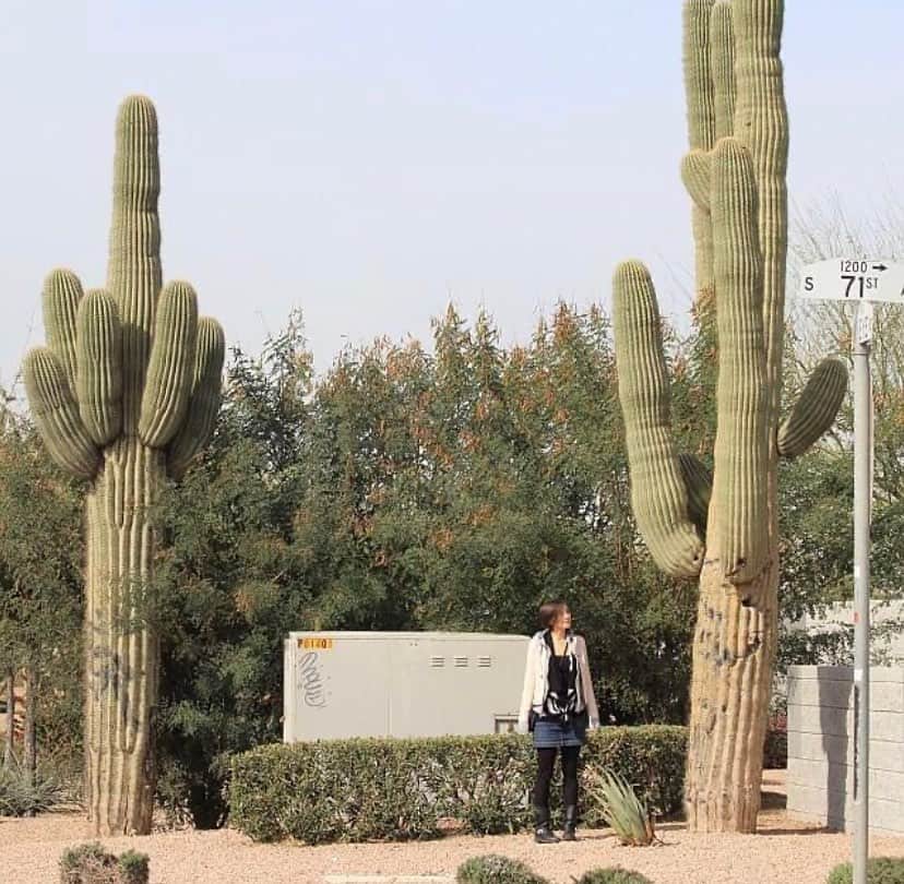 KATのインスタグラム：「I still remember the first time I saw these incredible Cactuses in Arizona. I didn’t know how big they could be and I just filled with awe ❤️  So excited to be hosting a Kintsugi workshop there this weekend on Sat Nov 4th at 9:30am at the Japanese friendship gardens in Phoenix!  It’s an intimate workshop where we talk about the history of traditional Kintsugi and philosophy of Wabisabi, and I walk you through the steps of a modern form of Japanese Kintsugi. It’s going to be amazing to be able to share this in a Japanese garden of all places. 🥰. Link is in my profile! @katmcdowell」