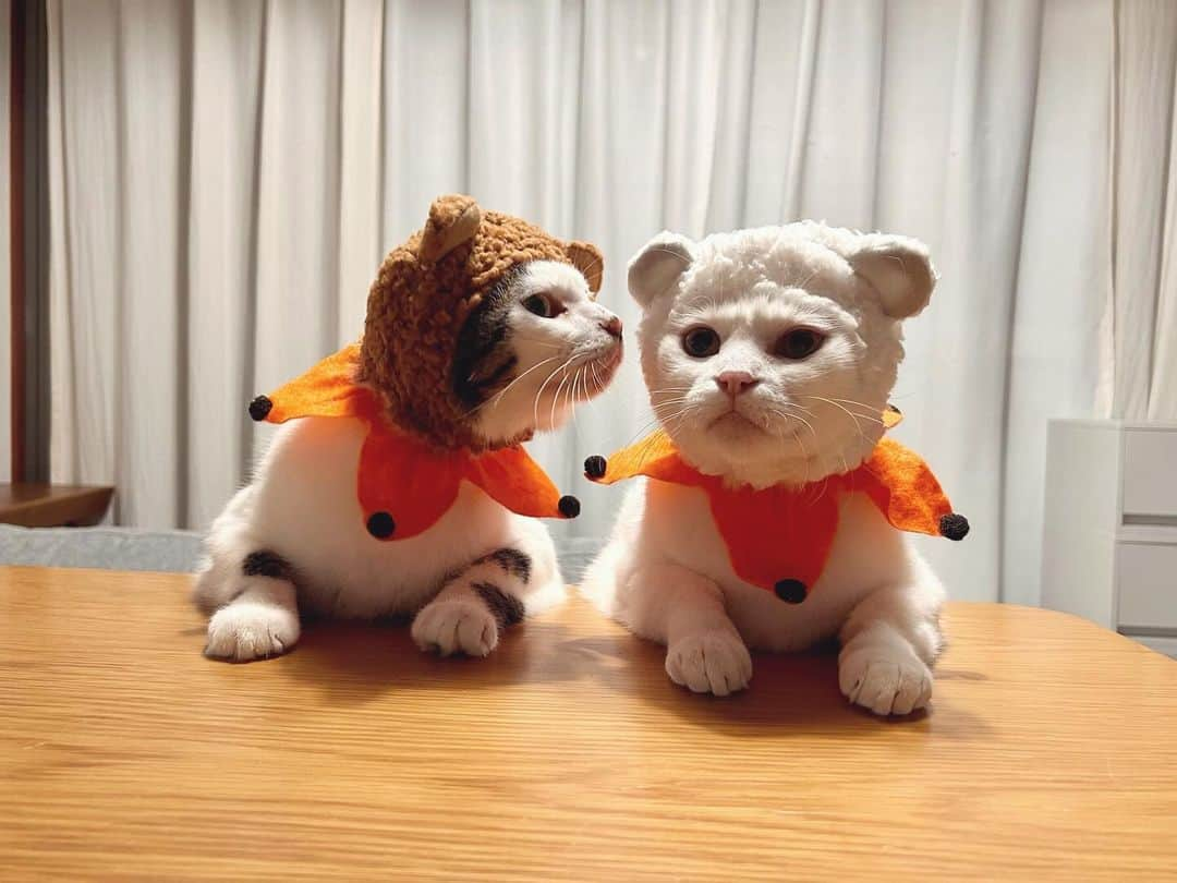 八、おこめさんのインスタグラム写真 - (八、おこめInstagram)「Trick or Treat !! 🐻🐻‍❄️🎃 クマちゃん仮装 ① #フラダスおめかしくびわ ②ハロウィンぽい襟 ③ノーマル 動画撮ってたら おこちゃんぜったいこっち来るw お腹ぶるんぶるんさせて♡ #Halloween #ハロウィン #八おこめ #ねこ部 #cat #ねこ #猫 #ネコ #八おこめズラ #八おこめ動く」10月31日 20時57分 - naomiuno