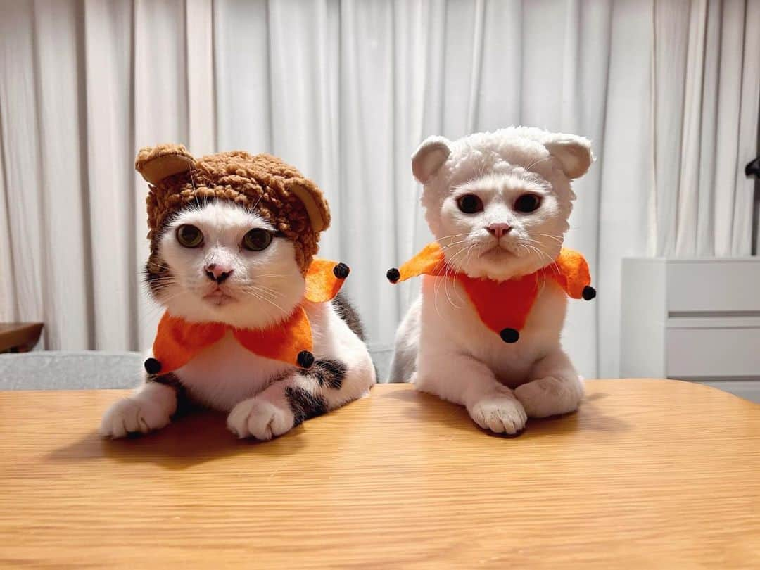 八、おこめさんのインスタグラム写真 - (八、おこめInstagram)「Trick or Treat !! 🐻🐻‍❄️🎃 クマちゃん仮装 ① #フラダスおめかしくびわ ②ハロウィンぽい襟 ③ノーマル 動画撮ってたら おこちゃんぜったいこっち来るw お腹ぶるんぶるんさせて♡ #Halloween #ハロウィン #八おこめ #ねこ部 #cat #ねこ #猫 #ネコ #八おこめズラ #八おこめ動く」10月31日 20時57分 - naomiuno