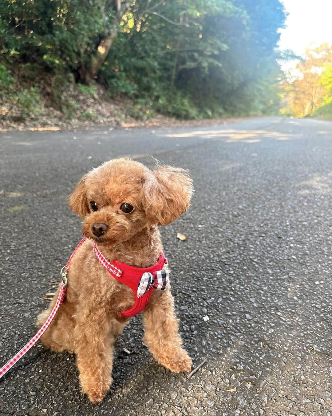 吉田沙保里のインスタグラム：「リリーと散歩に🐶♡  #リリー #散歩」