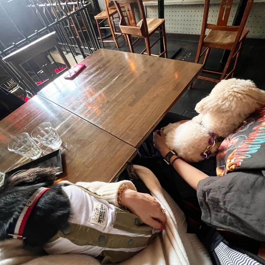 三谷紬さんのインスタグラム写真 - (三谷紬Instagram)「🐩🐶 先日モデルのほのかちゃんの愛犬、 ライオン🦁くんと足袋が初めましてした日。 歳の差はおよそ3歳。 足袋さん、お兄さんを見せつけてくれよ？と 思っていたのですが お互いに犬見知りをして全く仲良くしてくれず。 男同士語り合ってくれるようになる日は来るかなぁ。 ２枚目、お互いに背を向けて見向きもせず。 ３枚目は奇跡の１枚😂 * #いぬすたぐらむ#dogsofinstagram#dogstagram#お散歩#犬バカ部#犬会#プードル#poodle#ティーカッププードル#ロングコートダックス#ダックスフンド#ダックス#いぬ#もふもふ#ほのか#テレビ朝日#アナウンサー#三谷紬」10月31日 20時20分 - mitani_tsumugi