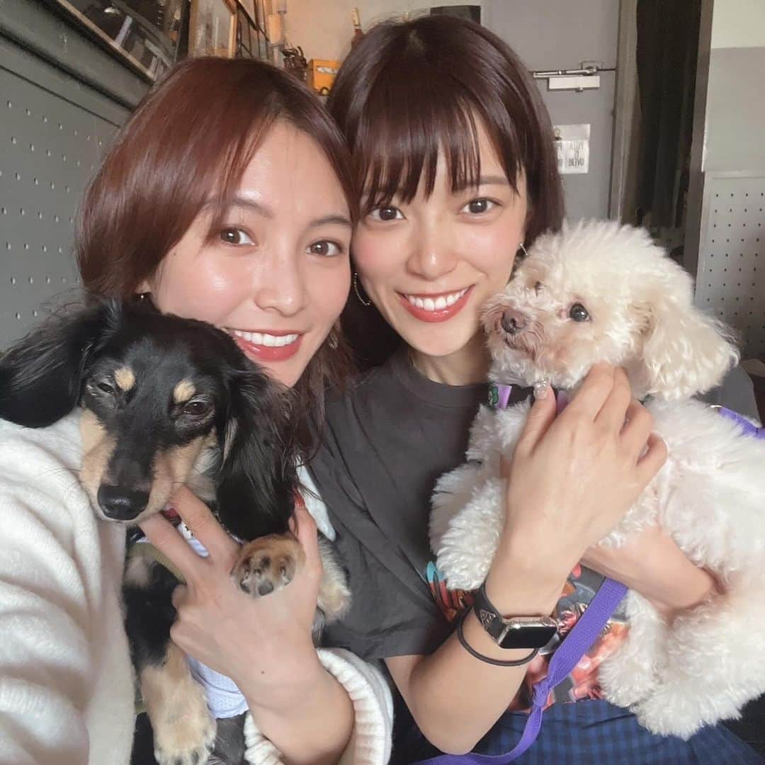 三谷紬さんのインスタグラム写真 - (三谷紬Instagram)「🐩🐶 先日モデルのほのかちゃんの愛犬、 ライオン🦁くんと足袋が初めましてした日。 歳の差はおよそ3歳。 足袋さん、お兄さんを見せつけてくれよ？と 思っていたのですが お互いに犬見知りをして全く仲良くしてくれず。 男同士語り合ってくれるようになる日は来るかなぁ。 ２枚目、お互いに背を向けて見向きもせず。 ３枚目は奇跡の１枚😂 * #いぬすたぐらむ#dogsofinstagram#dogstagram#お散歩#犬バカ部#犬会#プードル#poodle#ティーカッププードル#ロングコートダックス#ダックスフンド#ダックス#いぬ#もふもふ#ほのか#テレビ朝日#アナウンサー#三谷紬」10月31日 20時20分 - mitani_tsumugi