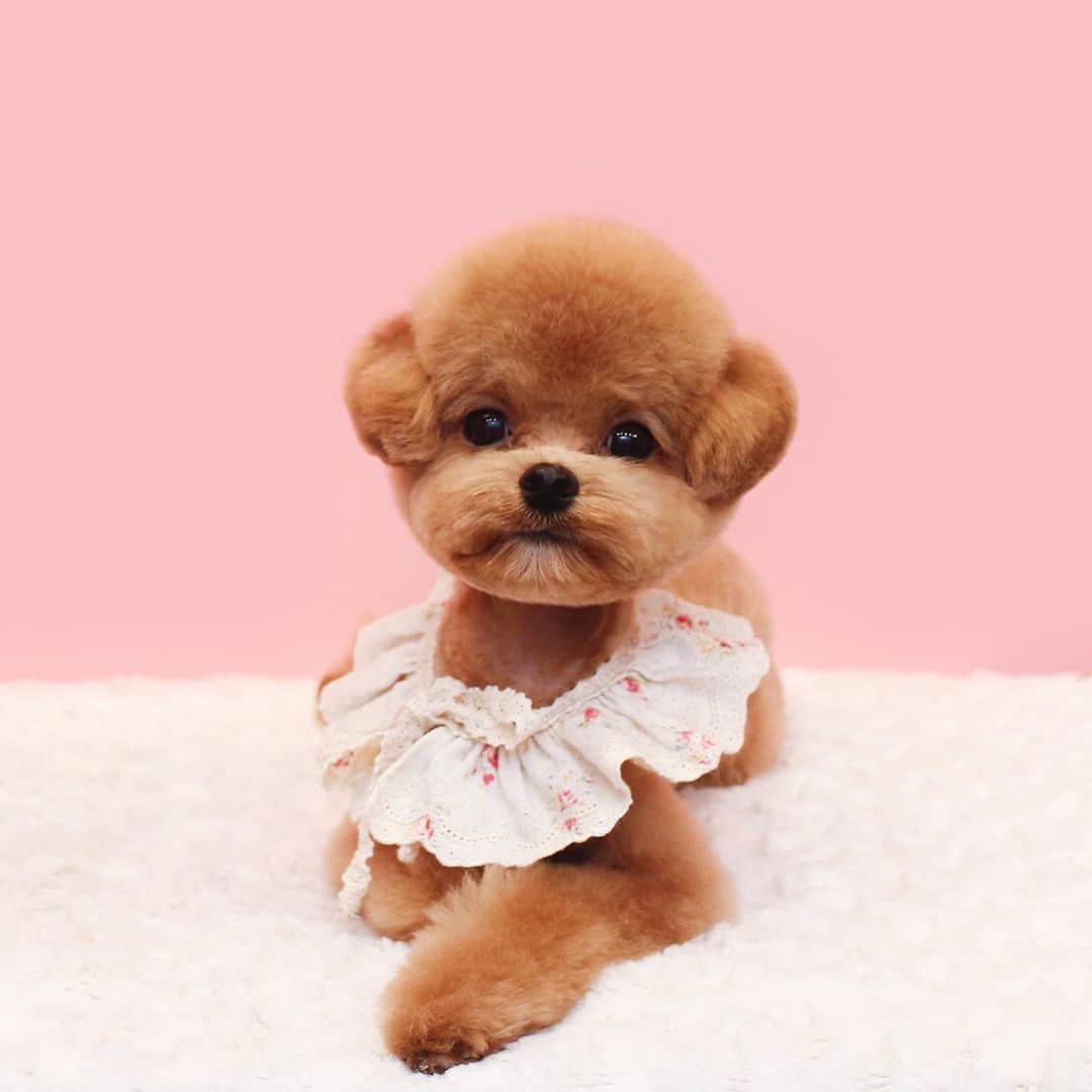 애견미용실 그루밍살롱のインスタグラム：「✂︎」