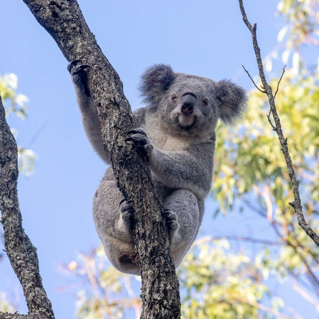 タロンガ動物園のインスタグラム