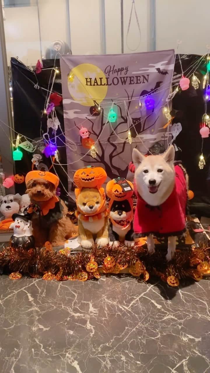 柴犬 けんしろう ゆりあのインスタグラム：「🎃🐶🐶🐶🐶🎃  Happy  Halloween👻😈  去年につづき 今年もまめまろけんゆりで ハロウィンパーティーしました🎉  去年はまめたろうくんも一緒だったんだよね🥺 ハロウィンはまめくんとの最後の想い出なので 私たちにとって特別です🐶❤️  去年と同じ並び順で撮影したり 去年と同じケンタを食べたり 今年もみんなでわいわい楽しい時間でした🎃  まろんさん🎃ゆりあさん😈 今年もお付き合いありがとうね❤️  そして、✨お知らせ✨ まめたろうママとまろん姉さんの職場 JOKER 千葉Mio 店が千葉みなとで行われる 11/25(土)11/26(日)「DOGGlEなHARBOR」に 出店することが決まりました🎉  ゆりあは11/26(日)に行きます❤️ 多分1日、まめまろけんゆりでいると思うので ぜひ遊びに来てくださいねー🥰 詳細がわかったらまたお知らせします！  #halloween #ハロウィン #まめまろけんゆり」