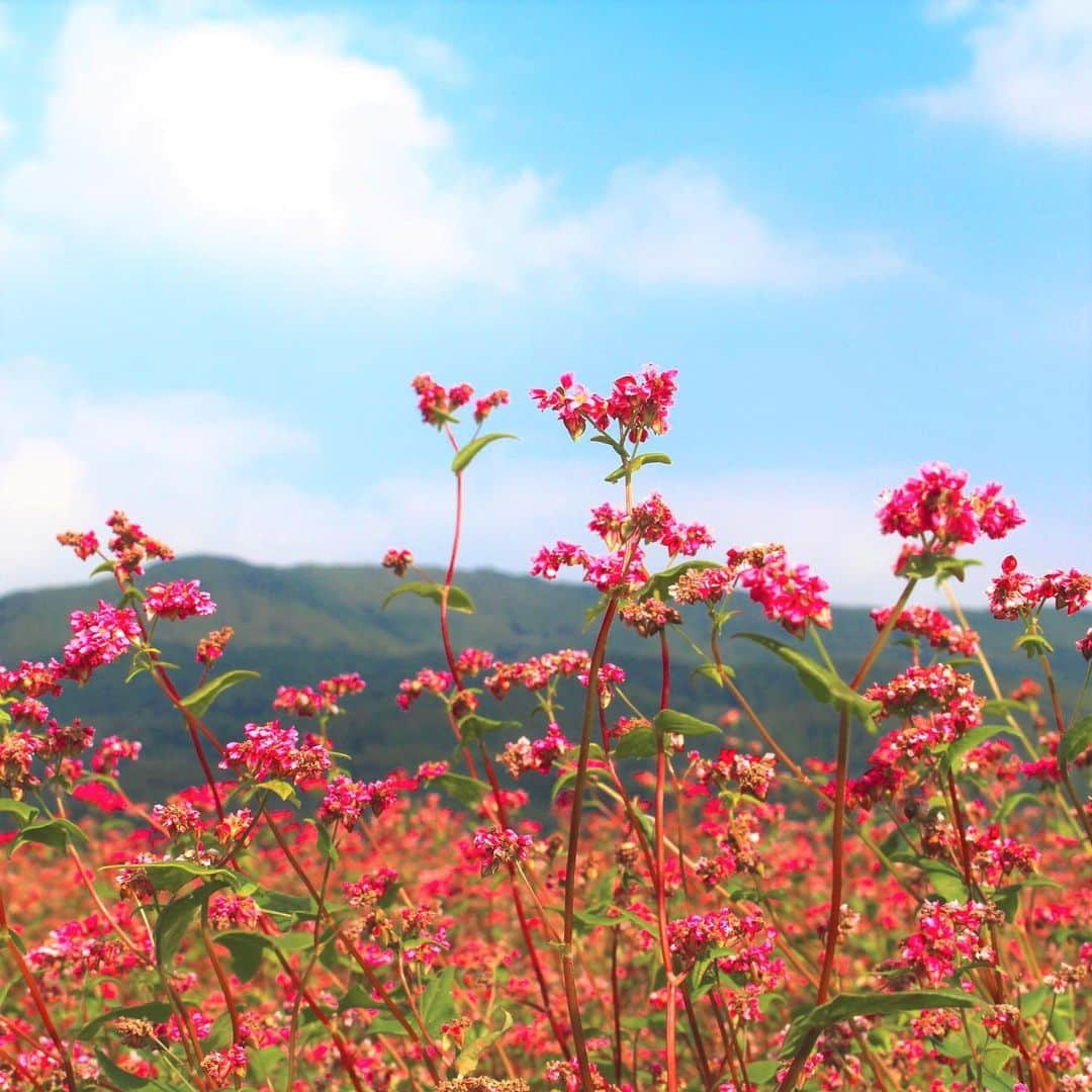 九州電力さんのインスタグラム写真 - (九州電力Instagram)「赤そばのレッドカーペット🌸 . 長崎県佐世保市にある「赤そばの里」は、全国でも珍しい赤い花を咲かせるそばの品種「高嶺（たかね）ルビー」を栽培しているスポットです🌸 地元の農家さんたちが大切に育てており、これからの時期は棚田一面に広がる真っ赤な花の絨毯を楽しむことができます💞  ----------------------------------------------- 📍赤そばの里 住所：長崎県佐世保市矢峰町740-1 見頃：10月下旬～11月上旬 駐車場：あり（数台） ----------------------------------------------- ※写真提供：（公財）佐世保観光コンベンション協会 ※写真は過去に撮影されたものです。  お届けする九州の風景が、皆さまの元気や癒しになれば幸いです☘️  #九州電力 #長崎 #佐世保市 #赤そばの里 #高嶺ルビー #赤そばの花 #長崎旅行 #佐世保観光」10月31日 17時00分 - kyuden_official