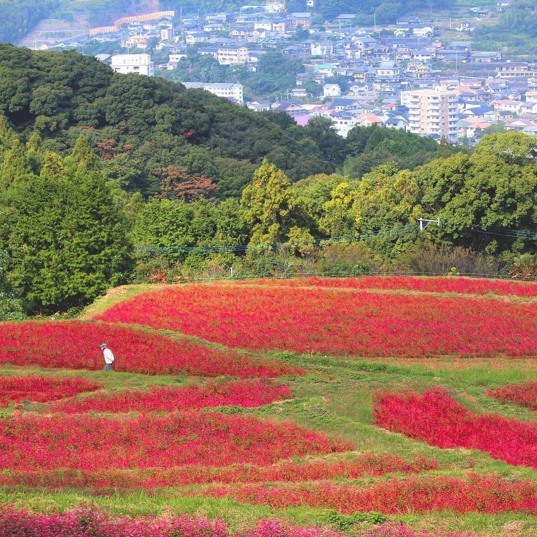 九州電力さんのインスタグラム写真 - (九州電力Instagram)「赤そばのレッドカーペット🌸 . 長崎県佐世保市にある「赤そばの里」は、全国でも珍しい赤い花を咲かせるそばの品種「高嶺（たかね）ルビー」を栽培しているスポットです🌸 地元の農家さんたちが大切に育てており、これからの時期は棚田一面に広がる真っ赤な花の絨毯を楽しむことができます💞  ----------------------------------------------- 📍赤そばの里 住所：長崎県佐世保市矢峰町740-1 見頃：10月下旬～11月上旬 駐車場：あり（数台） ----------------------------------------------- ※写真提供：（公財）佐世保観光コンベンション協会 ※写真は過去に撮影されたものです。  お届けする九州の風景が、皆さまの元気や癒しになれば幸いです☘️  #九州電力 #長崎 #佐世保市 #赤そばの里 #高嶺ルビー #赤そばの花 #長崎旅行 #佐世保観光」10月31日 17時00分 - kyuden_official