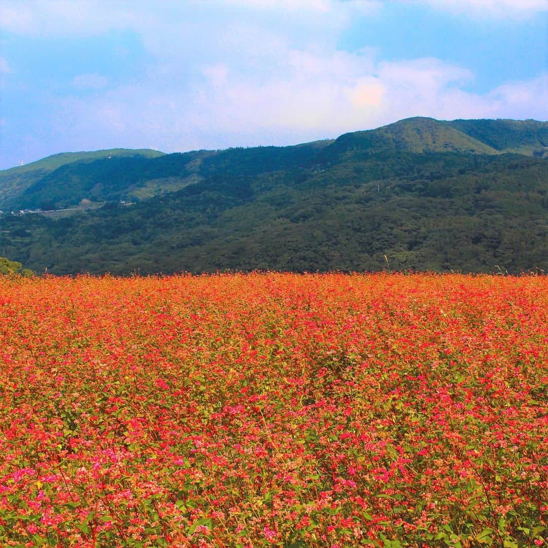 九州電力のインスタグラム：「赤そばのレッドカーペット🌸 . 長崎県佐世保市にある「赤そばの里」は、全国でも珍しい赤い花を咲かせるそばの品種「高嶺（たかね）ルビー」を栽培しているスポットです🌸 地元の農家さんたちが大切に育てており、これからの時期は棚田一面に広がる真っ赤な花の絨毯を楽しむことができます💞  ----------------------------------------------- 📍赤そばの里 住所：長崎県佐世保市矢峰町740-1 見頃：10月下旬～11月上旬 駐車場：あり（数台） ----------------------------------------------- ※写真提供：（公財）佐世保観光コンベンション協会 ※写真は過去に撮影されたものです。  お届けする九州の風景が、皆さまの元気や癒しになれば幸いです☘️  #九州電力 #長崎 #佐世保市 #赤そばの里 #高嶺ルビー #赤そばの花 #長崎旅行 #佐世保観光」