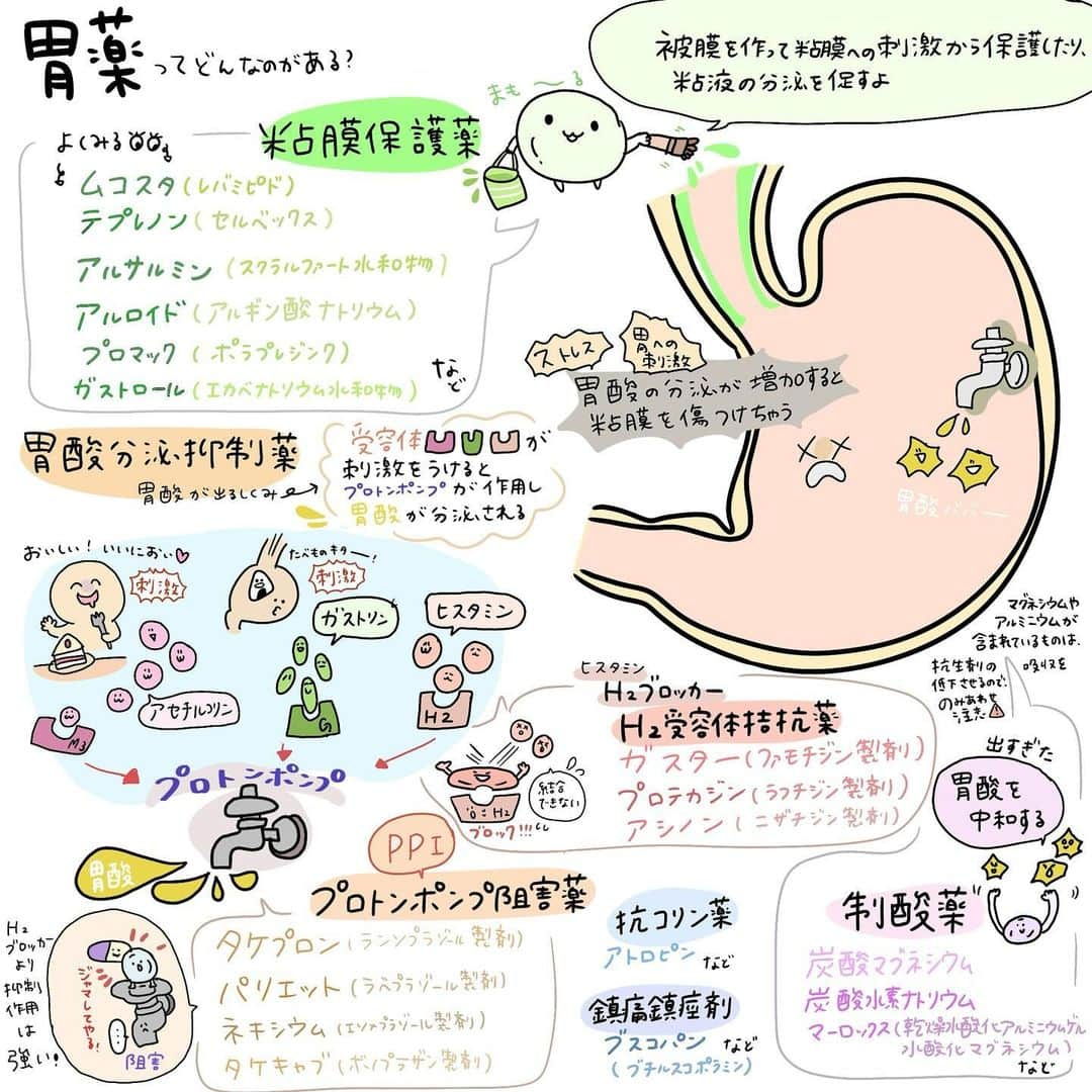 はやのインスタグラム：「胃薬💊について  このイラストを描いた後に 胃腸炎になりガスター処方してもらいました💊🏥 薬が身体の中でこんなふうに働いてるのか…と思いながら休みました🤣🤣 解剖生理も理解するとよりわかりやすいです！  #看護師#看護師あるある#看護師勉強垢#看護師ママ#看護学生#看護学生勉強垢#看護師国家試験#イラスト#看護師イラストレーター#procreate#プロクリエイト#胃#解剖生理」