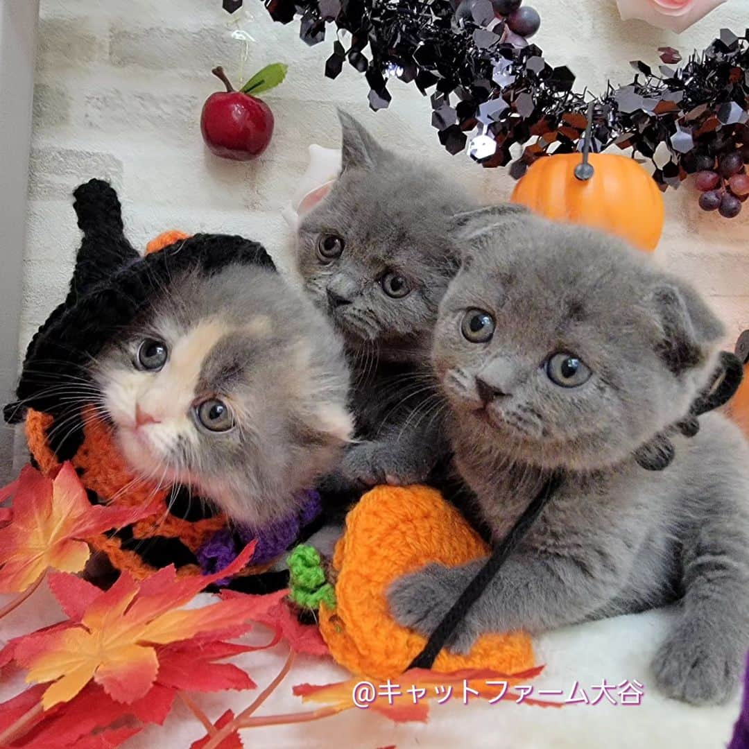 マンチカン(munchkin)キャットファーム大谷のインスタグラム：「🎃Happy  Halloween🎃🦇🕸️ 現在ご紹介中のスコちゃん達です❤ No.2613 No.2615 No.2616 癒されにお店に遊びに来てにゃ💕  ❁*·⑅❁*·⑅❁*·⑅❁*·⑅❁*·⑅❁*·  お店は、月・木曜日が定休日です。 現在、完全予約制になっておりますので ご来店される際はお店へお電話かメールにてご連絡くださいませ🙇‍♀️  お待ちしております🎵  ❁*·⑅❁*·⑅❁*·⑅❁*·⑅❁*·⑅❁*·  #キャットファーム大谷#まんちかん#マンチカン#ネコ#こねこ#にゃんこ#猫ちゃん#ねこ部#ニャンスタグラム#猫#ねこ#子猫#モフモフ#モフモフねこ#ミヌエット#短足#ねこすたぐらむ#愛猫#かわいい#ふわもこ部#猫のいる暮らし#マンチカンブリーダー#ミヌエットブリーダー」