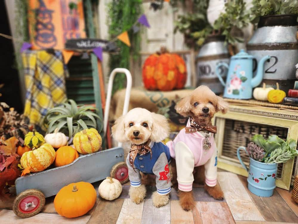 日々野真理さんのインスタグラム写真 - (日々野真理Instagram)「Happy 🎃Halloween  ってことで、一つ歳を。。 重ねた模様。 何歳かたまに数えられなくなりますが🤭気にしない。  素敵な人たちに囲まれて 毎日が楽しいから良いでしょう🙆  たくさんメッセージありがとう😊 ございます🩷  今から美味しいご飯食べてきます🍴  #ハロウィン #誕生日 #愛犬 #トイプードル #ココア #まろん #petspa駒沢公園店  #snobbishbabies駒沢」10月31日 17時26分 - marihibino1031