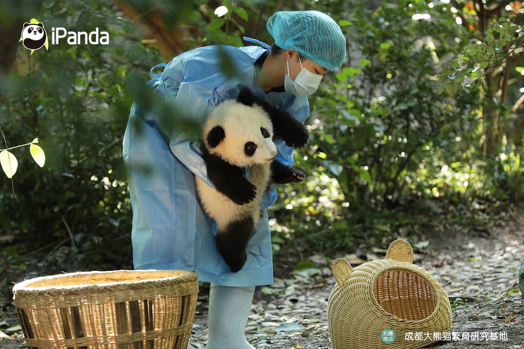 iPandaさんのインスタグラム写真 - (iPandaInstagram)「Clingy baby panda struggles to climb on nanny’s leg for a warm cuddle. 🐼 🐼 🐼 #Panda #iPanda #Cute #PandaPic #ChengduPandaBase #BestJobInTheWorld #HowGiantPandasGrowUp  For more panda information, please check out: https://en.ipanda.com」10月31日 17時30分 - ipandachannel