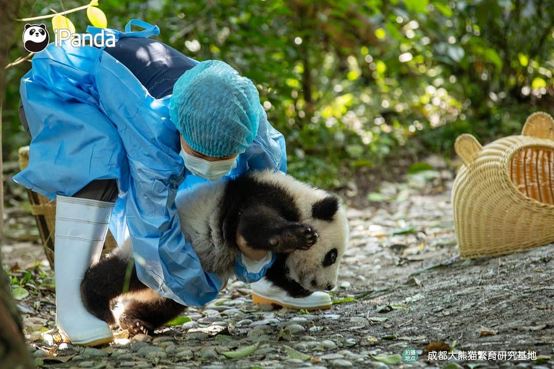 iPandaさんのインスタグラム写真 - (iPandaInstagram)「Clingy baby panda struggles to climb on nanny’s leg for a warm cuddle. 🐼 🐼 🐼 #Panda #iPanda #Cute #PandaPic #ChengduPandaBase #BestJobInTheWorld #HowGiantPandasGrowUp  For more panda information, please check out: https://en.ipanda.com」10月31日 17時30分 - ipandachannel