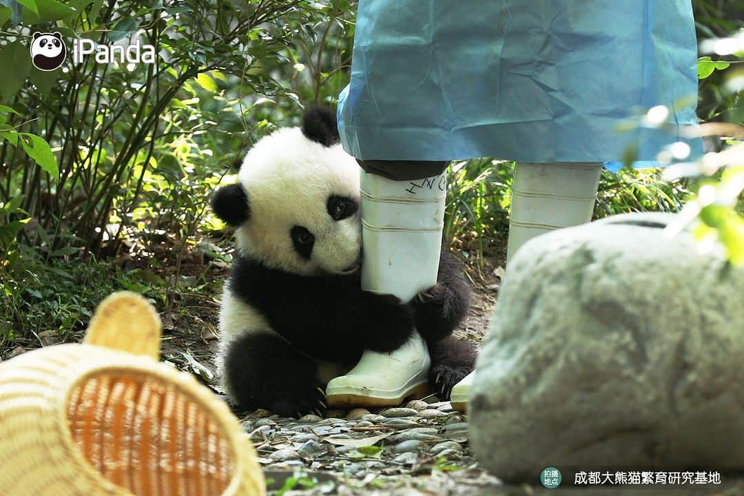 iPandaさんのインスタグラム写真 - (iPandaInstagram)「Clingy baby panda struggles to climb on nanny’s leg for a warm cuddle. 🐼 🐼 🐼 #Panda #iPanda #Cute #PandaPic #ChengduPandaBase #BestJobInTheWorld #HowGiantPandasGrowUp  For more panda information, please check out: https://en.ipanda.com」10月31日 17時30分 - ipandachannel