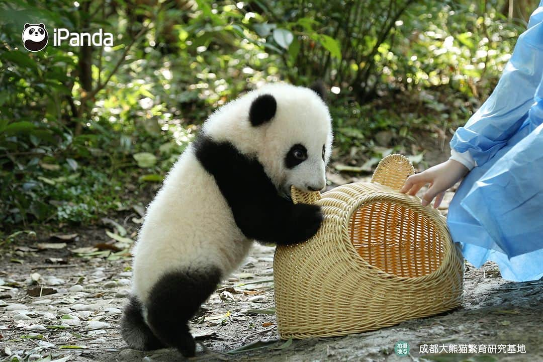 iPandaさんのインスタグラム写真 - (iPandaInstagram)「Clingy baby panda struggles to climb on nanny’s leg for a warm cuddle. 🐼 🐼 🐼 #Panda #iPanda #Cute #PandaPic #ChengduPandaBase #BestJobInTheWorld #HowGiantPandasGrowUp  For more panda information, please check out: https://en.ipanda.com」10月31日 17時30分 - ipandachannel