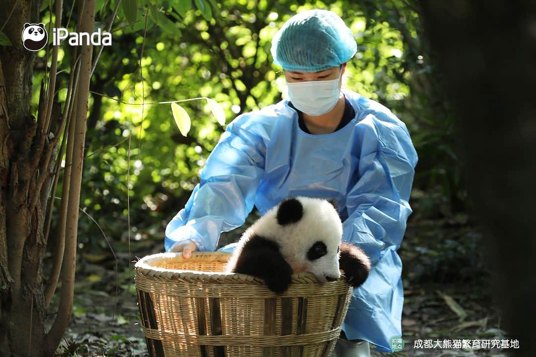 iPandaさんのインスタグラム写真 - (iPandaInstagram)「Clingy baby panda struggles to climb on nanny’s leg for a warm cuddle. 🐼 🐼 🐼 #Panda #iPanda #Cute #PandaPic #ChengduPandaBase #BestJobInTheWorld #HowGiantPandasGrowUp  For more panda information, please check out: https://en.ipanda.com」10月31日 17時30分 - ipandachannel