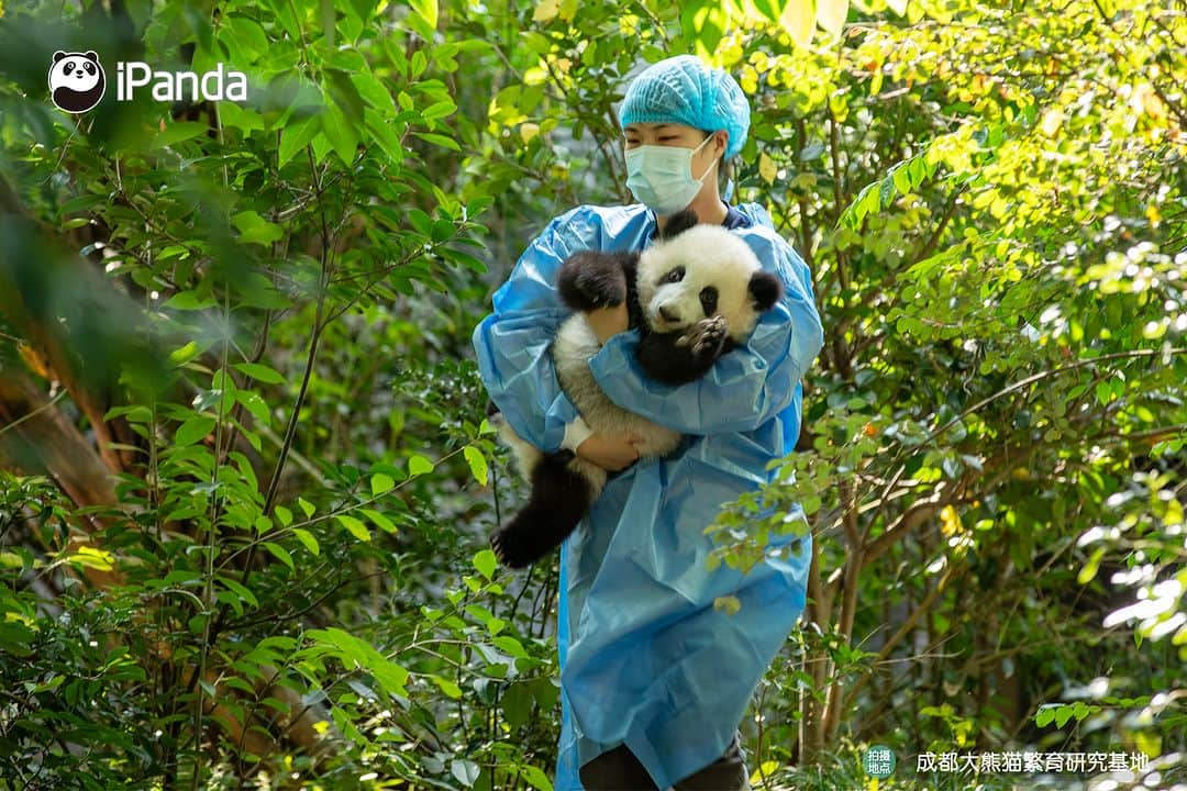 iPandaさんのインスタグラム写真 - (iPandaInstagram)「Clingy baby panda struggles to climb on nanny’s leg for a warm cuddle. 🐼 🐼 🐼 #Panda #iPanda #Cute #PandaPic #ChengduPandaBase #BestJobInTheWorld #HowGiantPandasGrowUp  For more panda information, please check out: https://en.ipanda.com」10月31日 17時30分 - ipandachannel