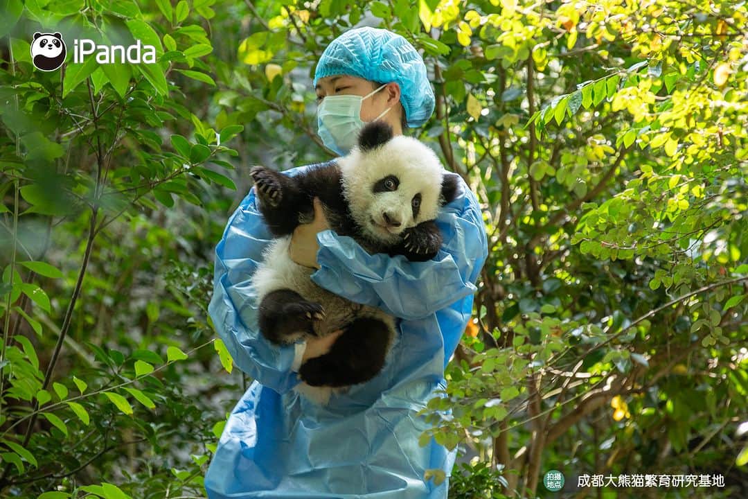 iPandaさんのインスタグラム写真 - (iPandaInstagram)「Clingy baby panda struggles to climb on nanny’s leg for a warm cuddle. 🐼 🐼 🐼 #Panda #iPanda #Cute #PandaPic #ChengduPandaBase #BestJobInTheWorld #HowGiantPandasGrowUp  For more panda information, please check out: https://en.ipanda.com」10月31日 17時30分 - ipandachannel