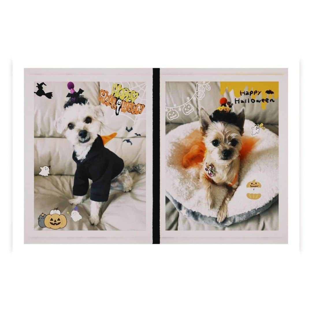 稲葉るりさんのインスタグラム写真 - (稲葉るりInstagram)「👻🎃　Happy Halloween 🎃👻 私の仮装させたい欲に付き合ってくれたサムと茶々丸🐶  #ハロウィン　#仮装　#ハロウィン仮装　#犬　#dog #ヨープー　　#ポメキー」10月31日 17時41分 - make_up_yuka