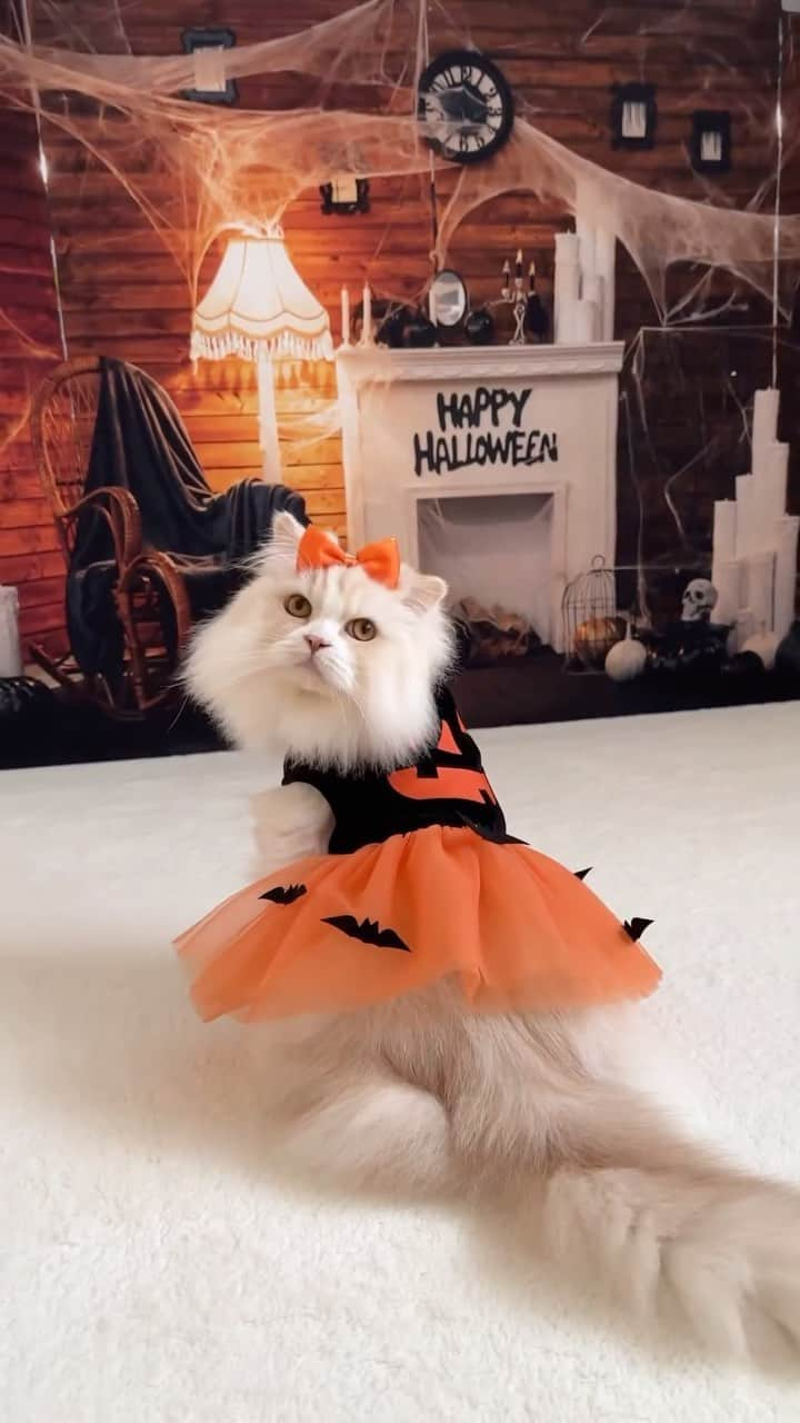 PECOねこ部のインスタグラム：「「クモに翻弄されるかぼちゃ姫🎃🕷」 ㅤㅤ 今回素敵な投稿をしてくださったのは… @nao_co5 さん（スコティッシュフォールドの金さん） 他にも素敵なお写真がたくさんあるので ぜひ遊びに行ってみてね♪ ㅤㅤ ㅤㅤ ㅤㅤ 〖 #ペコねこ部（ #pecoいぬ部 ） 〗をつけてご投稿いただくと PECOのSNSで楽しくご紹介させていただきます😋 フォロー&コメントお待ちしています✨ ㅤㅤ ㅤㅤ  ============================== @pecocats（ @pecodogs ）☚YouTubeでも可愛いワンニャン紹介中🐶💕 ==============================  #猫部 #ふわもこ部 #猫好きな人と繋がりたい #catstagram #catlover #냥스타그램 #캣스타그램  #スコティッシュフォールド #ハロウィン #Halloween」