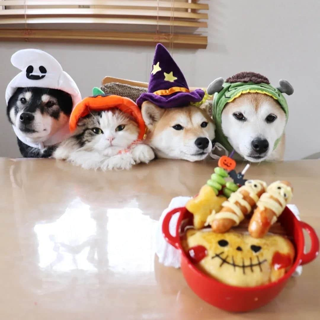 PECO いぬ部のインスタグラム：「「JKお姉ちゃんのお弁当を見つめるパーティー🎃👻」  ㅤㅤ 今回素敵な動画を提供してくださったのは… @mokaannsara_shiba さん（赤柴モカ,黒柴アン,豆柴サラ,サイベリアンルナちゃん） 他にも素敵なお写真がたくさんあるので ぜひ遊びに行ってみてね♪ ㅤㅤ ㅤㅤ ㅤㅤ 〖 #pecoいぬ部（ #ペコねこ部 ） 〗をつけてご投稿いただくと PECOのSNSで楽しくご紹介させていただきます😋 フォロー&コメントお待ちしています✨ ㅤㅤ ㅤㅤ  ============================== @pecodogs（ @pecocats ）☚YouTubeでも可愛いワンコ（ニャンコ）紹介中🐶💕 ==============================  #犬のいる暮らし #犬部 #犬好きな人と繋がりたい #dogstagram #doglover #멍스타그램 #개스타그램  #柴犬 #サイベリアン #ハロウィン #Halloween」