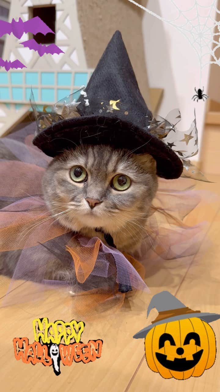 こむぎこまるのインスタグラム
