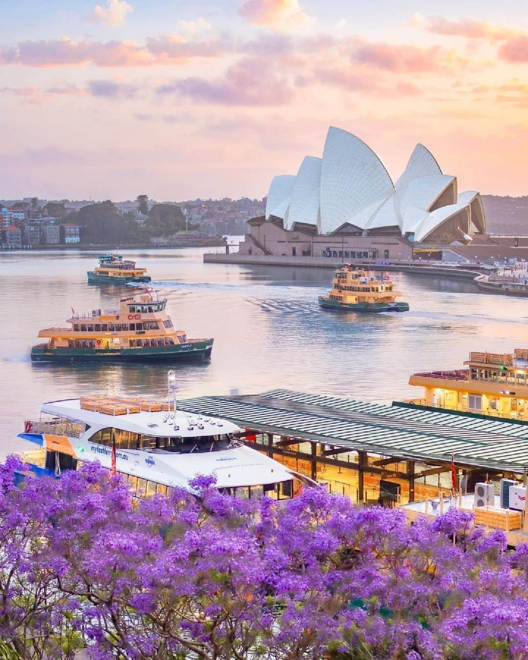Australiaさんのインスタグラム写真 - (AustraliaInstagram)「Oh, @sydney, we just wanna stay in your lavender haze forever 💜 If you're heading to @visitnsw's sparkling capital city (captured here oh-so-perfectly by @sc_syd), you'll be greeted by avenues adorned with the famous purple blossoms of #Jacarandas. Stroll through #LavenderBay, #Mosman, #Cremorne or #Paddington to witness their vivid blooms, or if your journey takes you beyond the city, you can also discover this splendid burst of color in #Grafton!   #SeeAustralia #ComeAndSayGday #FeelNSW #FeelNewSydney #JacarandaSeason  ID: Sydney Harbour, taken from above a blooming purple Jacaranda tree. Three ferries cruise across the water in front of the Sydney Opera House, below a soft sunset sky.」10月31日 18時00分 - australia