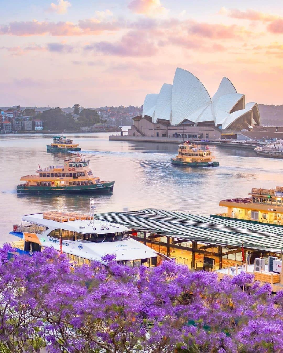 Australiaのインスタグラム：「Oh, @sydney, we just wanna stay in your lavender haze forever 💜 If you're heading to @visitnsw's sparkling capital city (captured here oh-so-perfectly by @sc_syd), you'll be greeted by avenues adorned with the famous purple blossoms of #Jacarandas. Stroll through #LavenderBay, #Mosman, #Cremorne or #Paddington to witness their vivid blooms, or if your journey takes you beyond the city, you can also discover this splendid burst of color in #Grafton!   #SeeAustralia #ComeAndSayGday #FeelNSW #FeelNewSydney #JacarandaSeason  ID: Sydney Harbour, taken from above a blooming purple Jacaranda tree. Three ferries cruise across the water in front of the Sydney Opera House, below a soft sunset sky.」